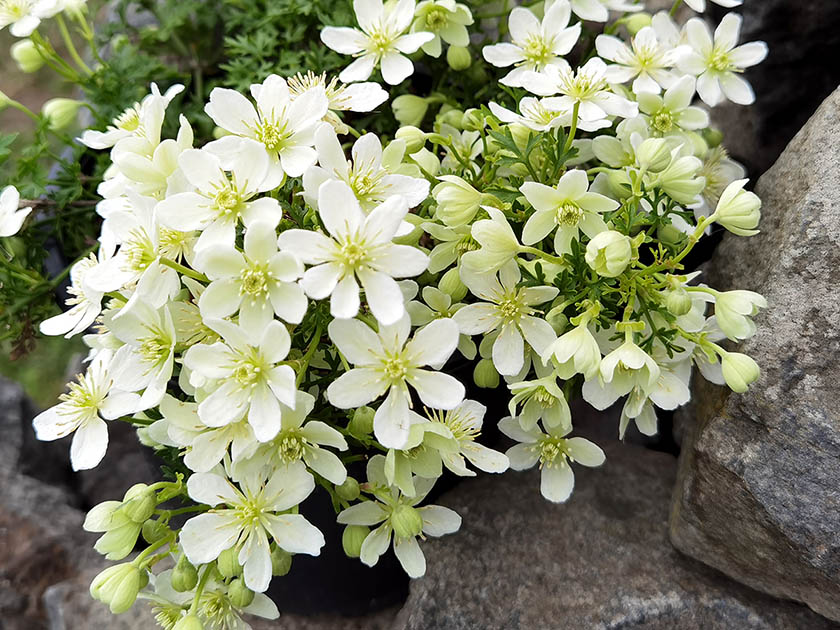 Clematis 'Emerald Dream'